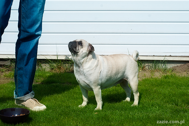 mopsy pugs Kumok i Miszur na trawie