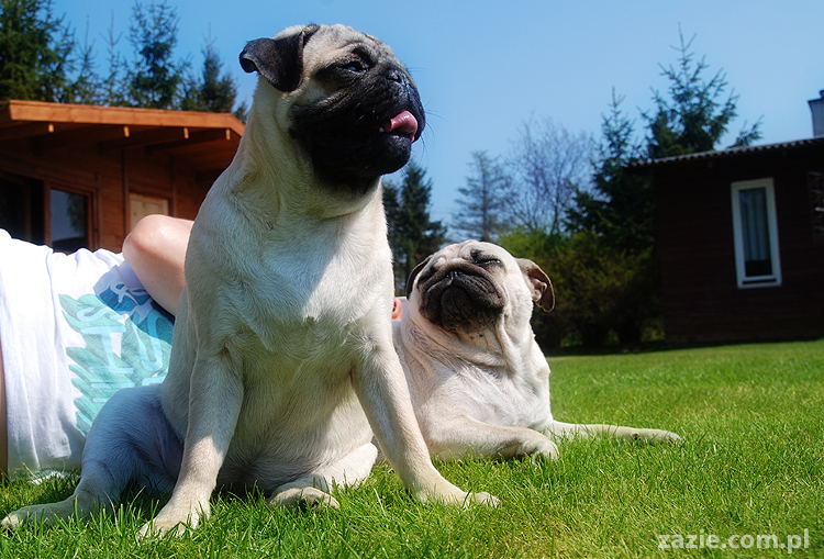 mopsy pugs Kumok i Miszur na trawie