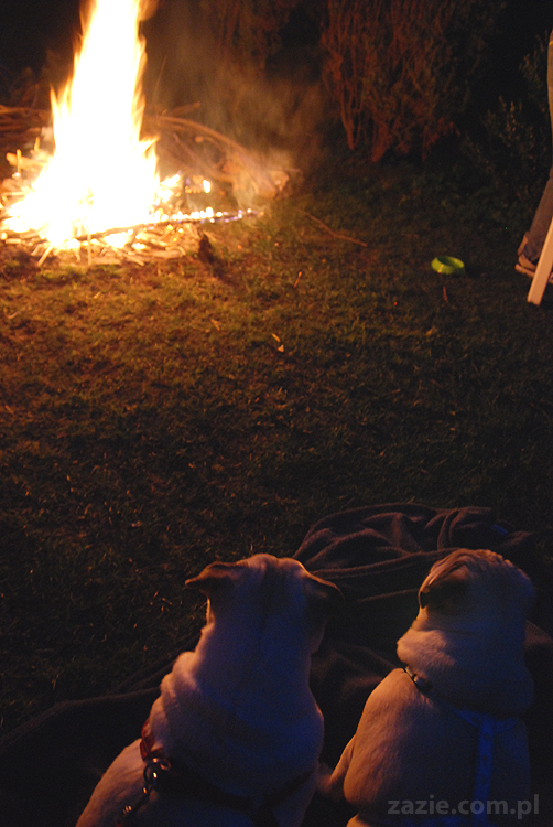 mopsy pugs Kumok i Miszur i ognisko