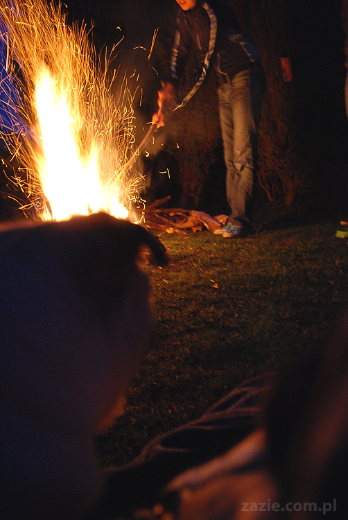 mopsy pugs Kumok i Miszur i ognisko