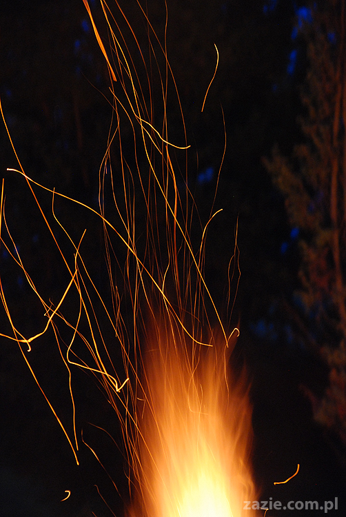 mopsy pugs Kumok i Miszur i ognisko