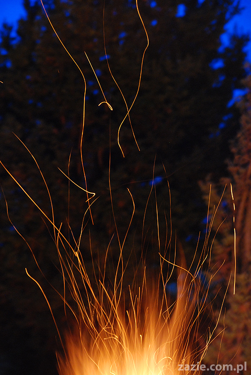 mopsy pugs Kumok i Miszur i ognisko