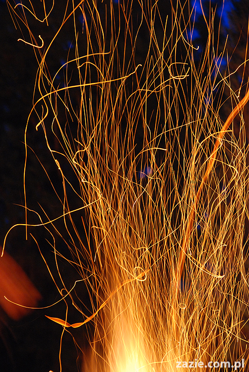 mopsy pugs Kumok i Miszur i ognisko