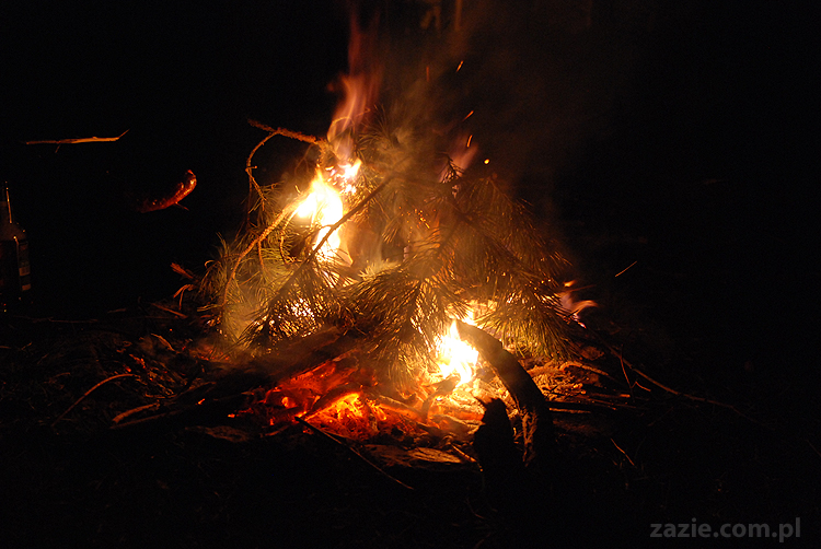 mopsy pugs Kumok i Miszur i ognisko