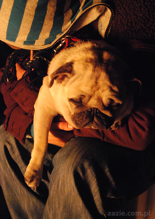 mopsy pugs Kumok i Miszur i ognisko