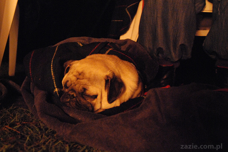 mopsy pugs Kumok i Miszur i ognisko