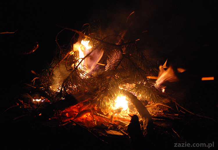 mopsy pugs Kumok i Miszur i ognisko