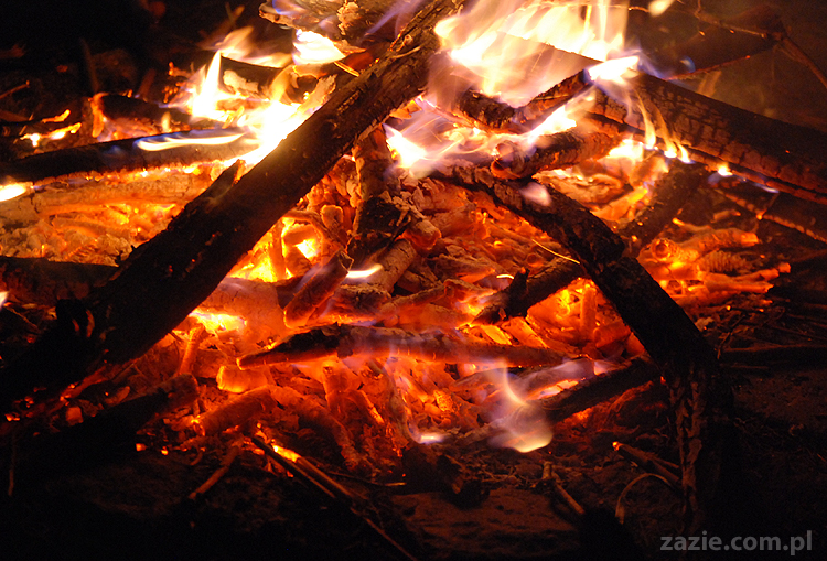 mopsy pugs Kumok i Miszur i ognisko