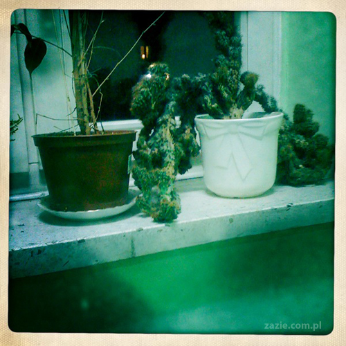 dziewczyny z Tarchomina