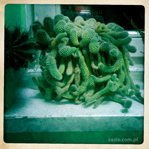 dziewczyny z Tarchomina