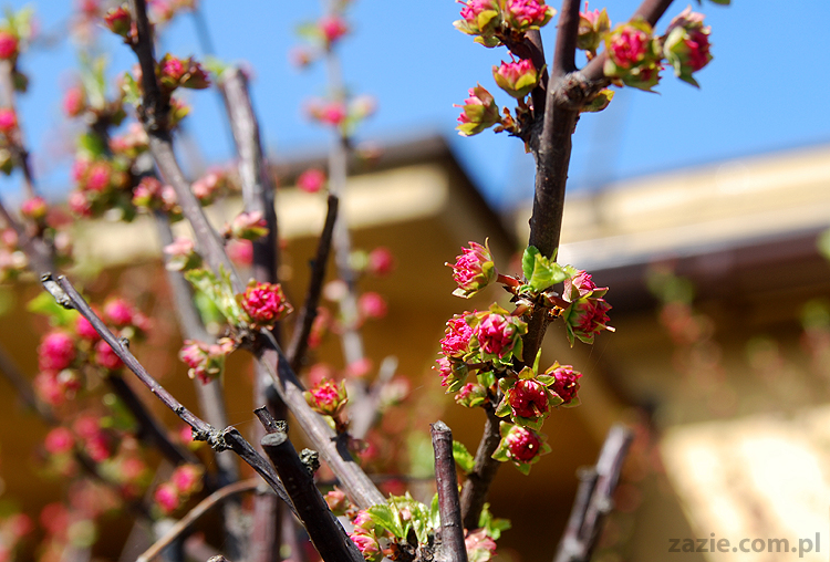 wiosna w warszawie spring is in the air!