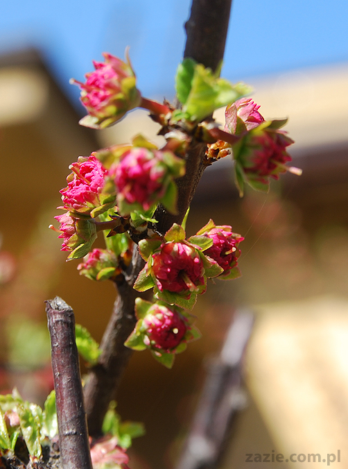 wiosna w warszawie spring is in the air!
