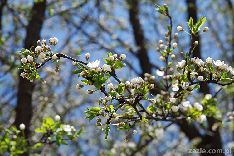 wiosna w warszawie spring is in the air!