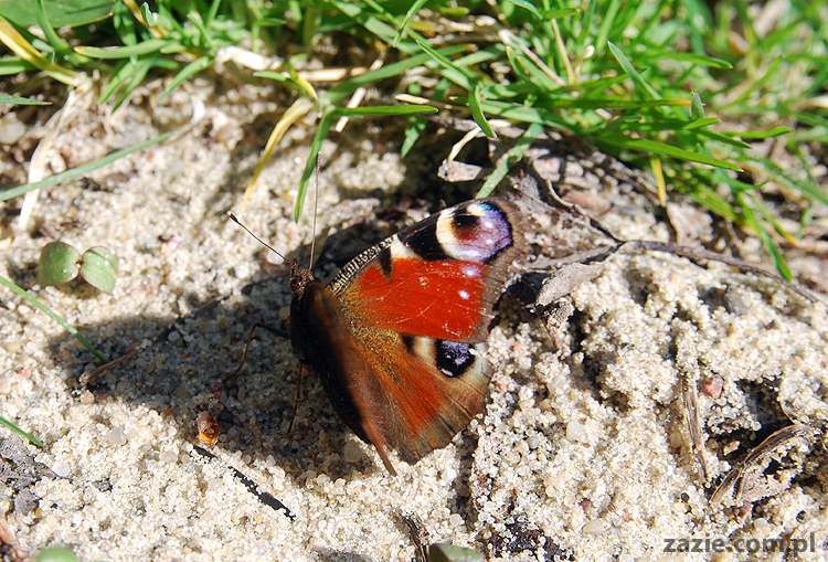 wiosna w warszawie spring is in the air!