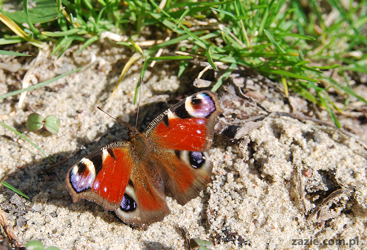 wiosna w warszawie spring is in the air!