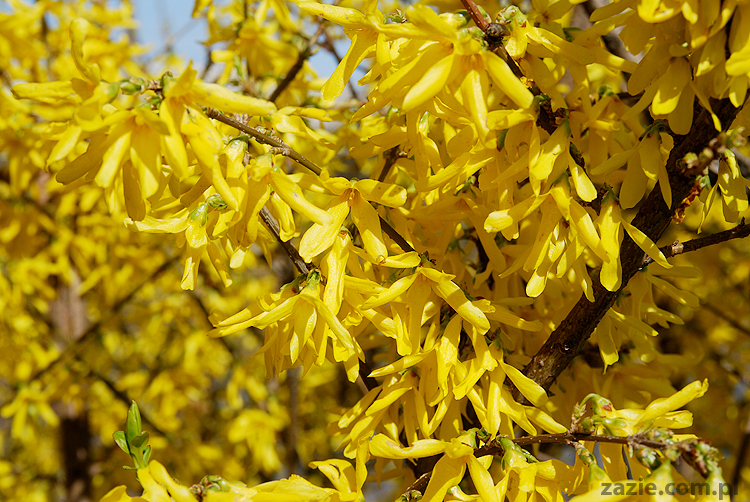 wiosna w warszawie spring is in the air!