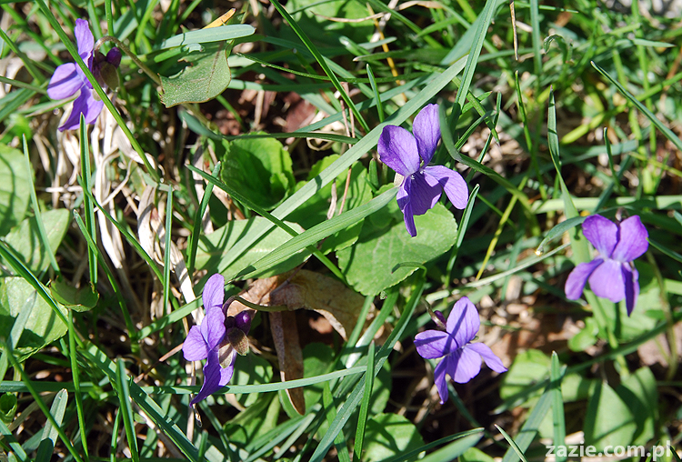 wiosna w warszawie spring is in the air!