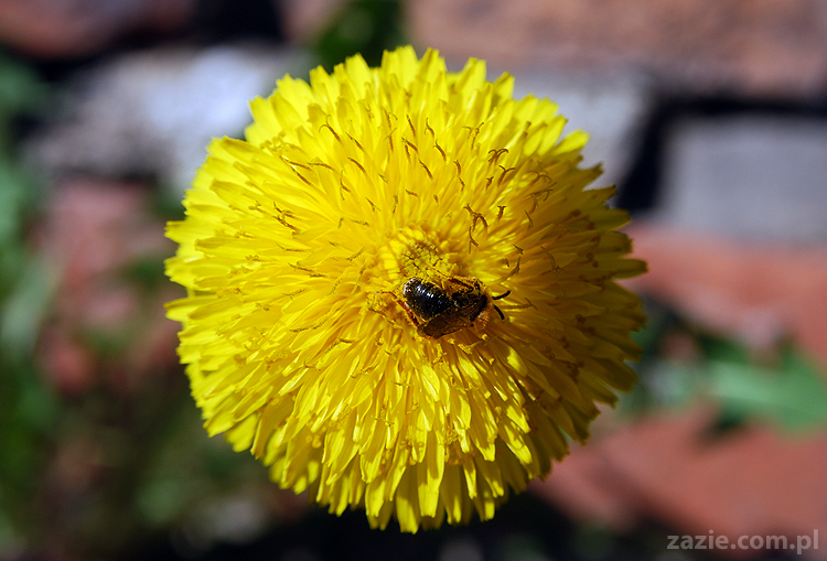 wiosna w warszawie spring is in the air!