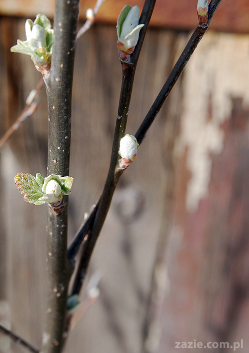 wiosna w warszawie spring is in the air!