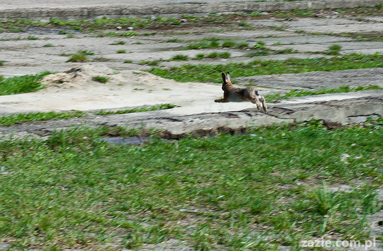 wiosna w warszawie spring is in the air!