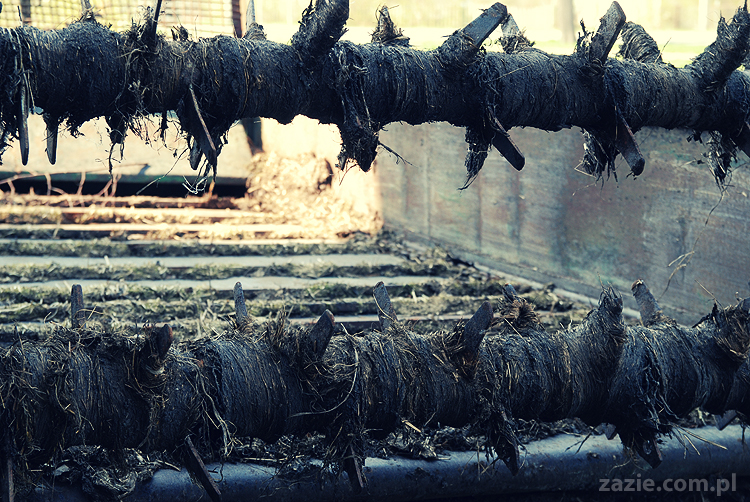 Gdańsk Sobieszewo Wyspa Sobieszewska kwatery nad morzem nad noclegi nad Bałtykiem