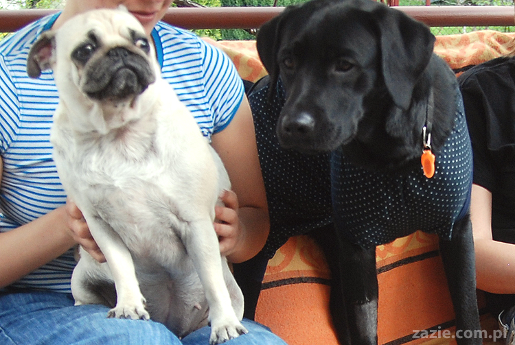 mopsy Kumok i Miszur oraz labradorka Beja