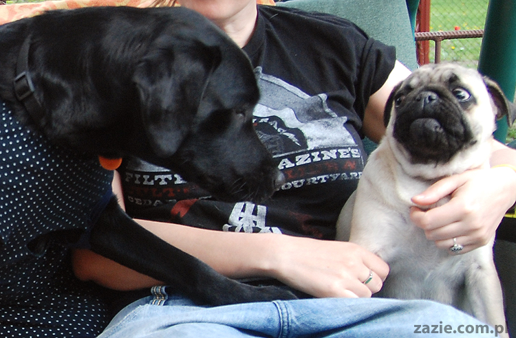 mopsy Kumok i Miszur oraz labradorka Beja