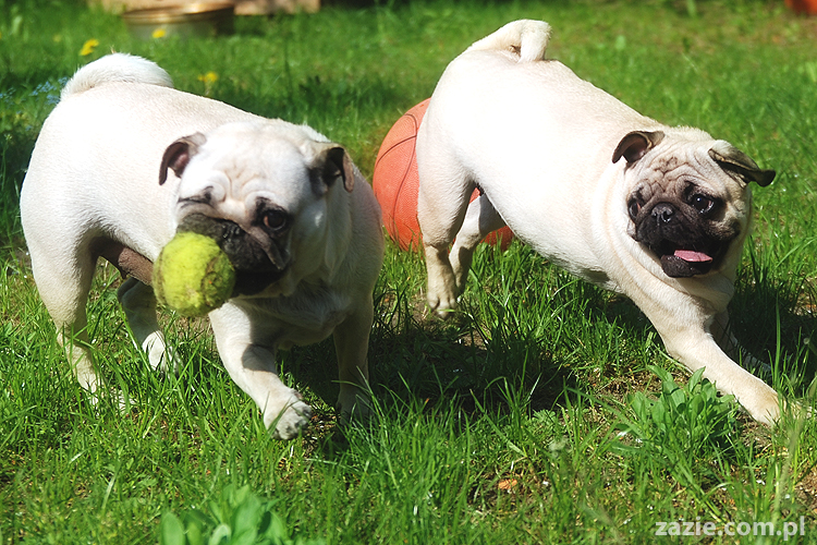 mopsy Kumok i Miszur oraz labradorka Beja