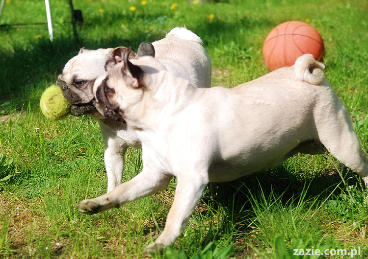 mopsy Kumok i Miszur oraz labradorka Beja
