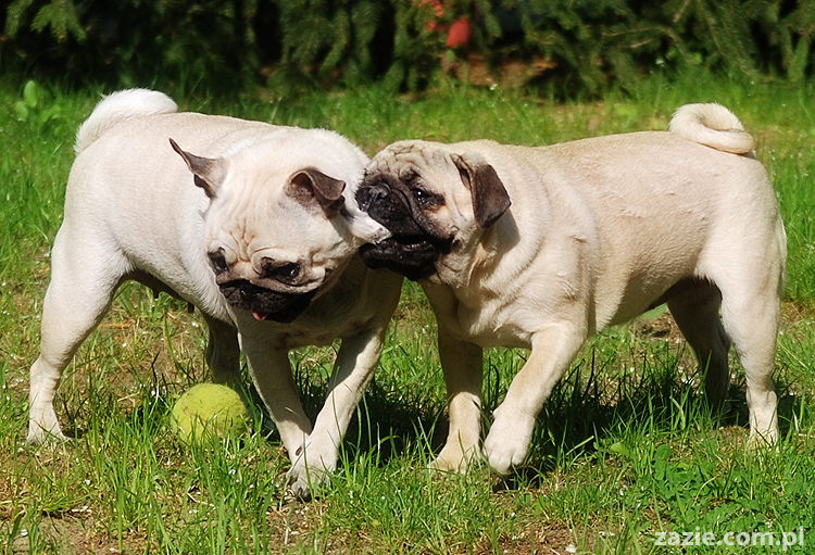 mopsy Kumok i Miszur oraz labradorka Beja