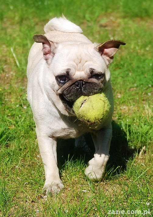 mopsy Kumok i Miszur oraz labradorka Beja