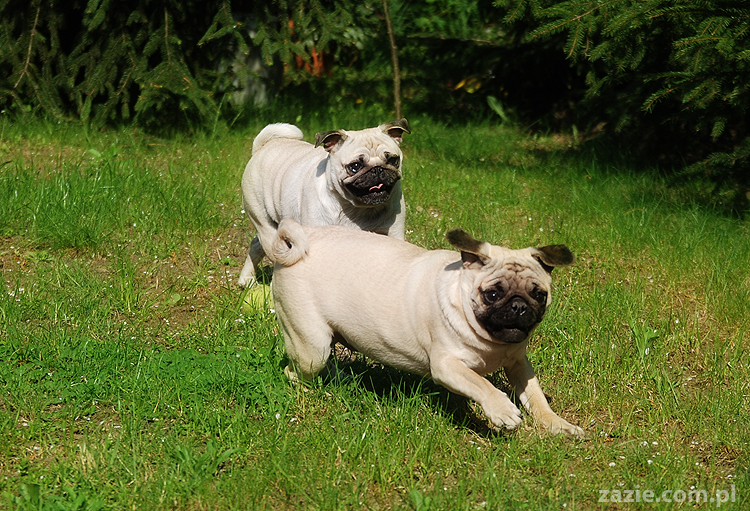 mopsy Kumok i Miszur oraz labradorka Beja