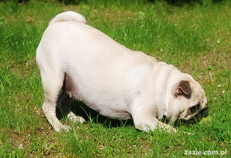 mopsy Kumok i Miszur oraz labradorka Beja