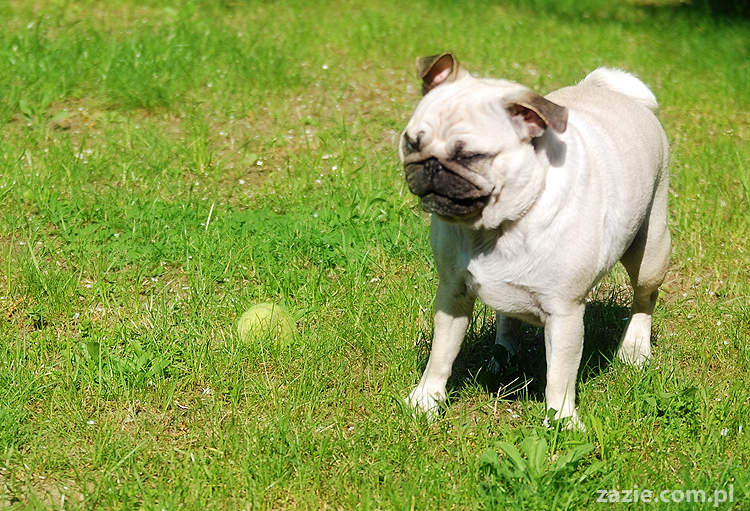 mopsy Kumok i Miszur oraz labradorka Beja