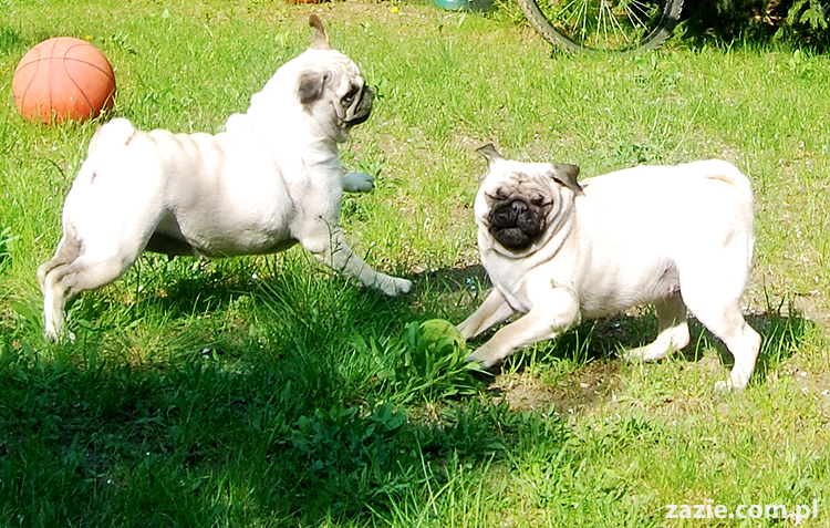 mopsy Kumok i Miszur oraz labradorka Beja