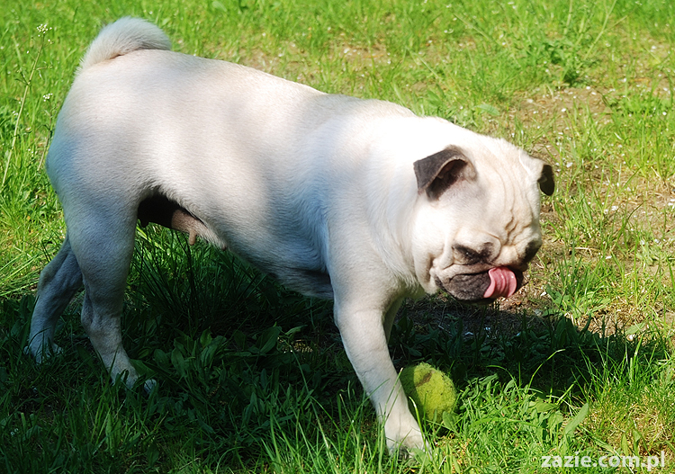 mopsy Kumok i Miszur oraz labradorka Beja