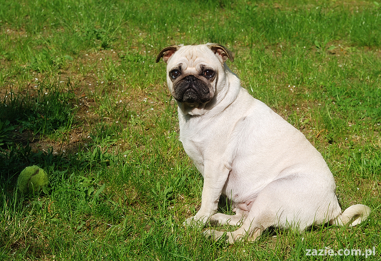 mopsy Kumok i Miszur oraz labradorka Beja