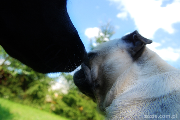 mopsy Kumok i Miszur oraz labradorka Beja