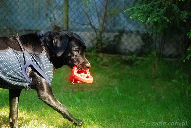 mopsy Kumok i Miszur oraz labradorka Beja