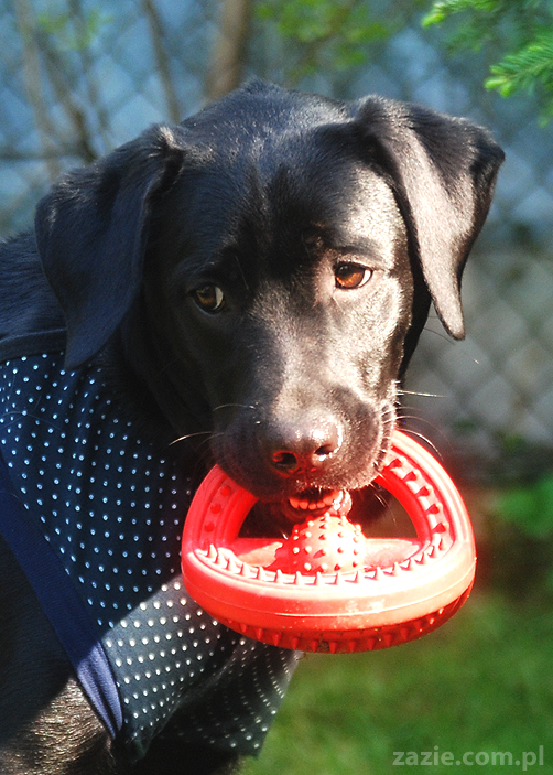 mopsy Kumok i Miszur oraz labradorka Beja