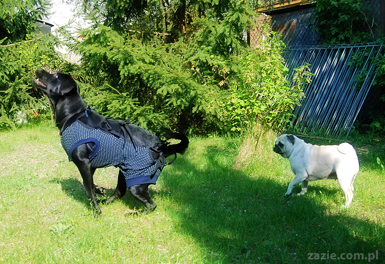 mopsy Kumok i Miszur oraz labradorka Beja