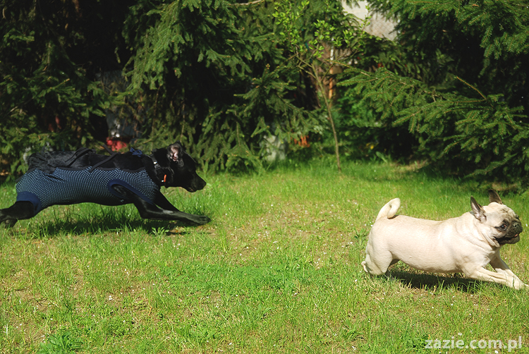 mopsy Kumok i Miszur oraz labradorka Beja