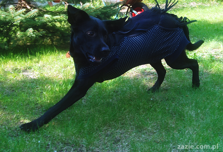 mopsy Kumok i Miszur oraz labradorka Beja