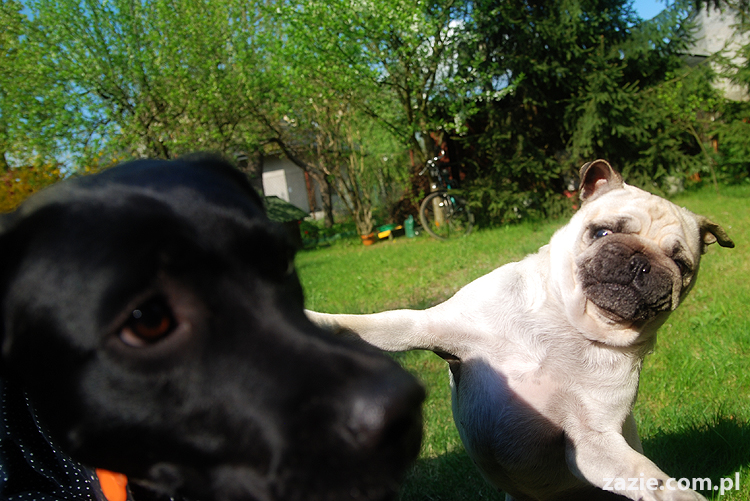 mopsy Kumok i Miszur oraz labradorka Beja
