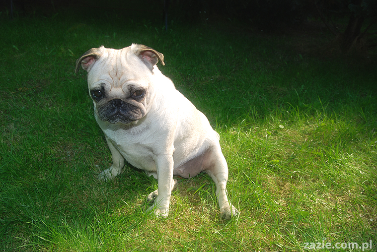 mopsy Kumok i Miszur oraz labradorka Beja