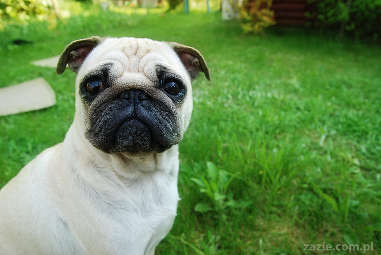 mopsy Kumok i Miszur oraz labradorka Beja