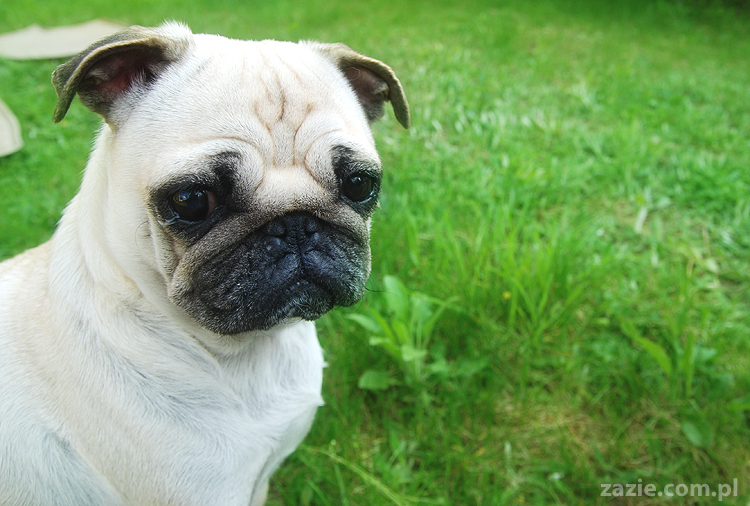 mopsy Kumok i Miszur oraz labradorka Beja