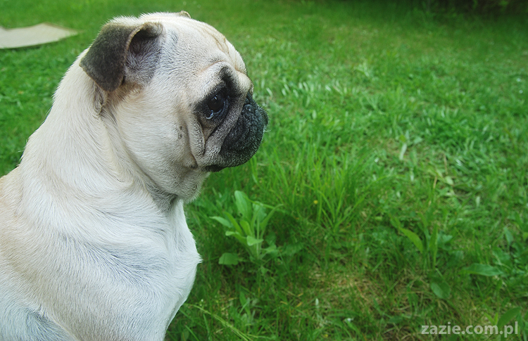 mopsy Kumok i Miszur oraz labradorka Beja