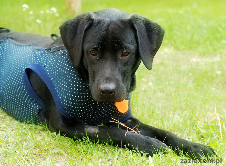 mopsy Kumok i Miszur oraz labradorka Beja