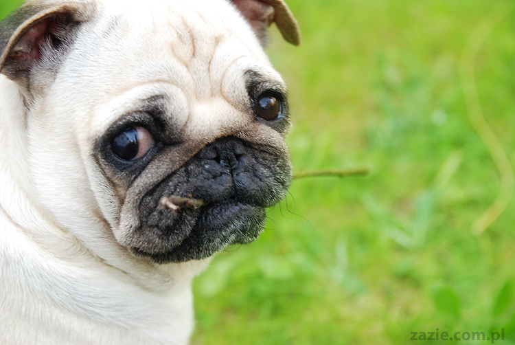 mopsy Kumok i Miszur oraz labradorka Beja